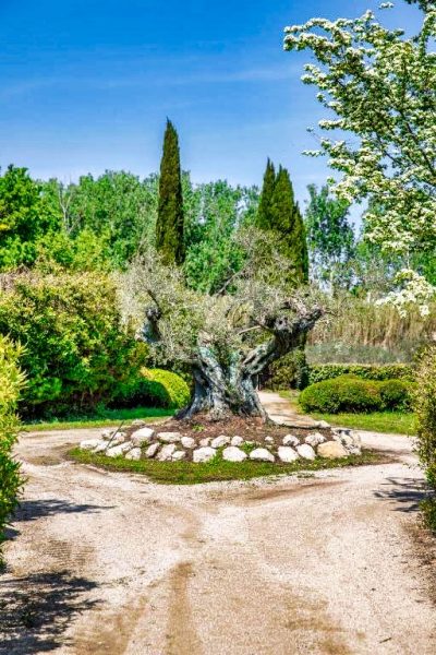 Olivier Millénaire 2